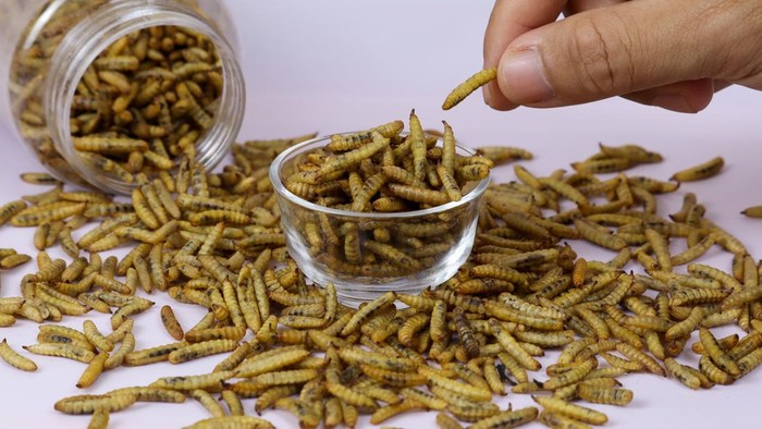 selective focus of the concept of a hand that is drawing a dried black soldier maggot larva spilled from a jar