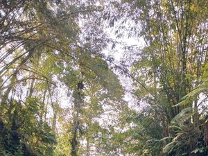 Pesona Air Terjun Suwat Gianyar, Ada Tangga Naga Mirip di Thailand