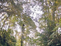 Pesona Air Terjun Suwat Gianyar, Ada Tangga Naga Mirip di Thailand