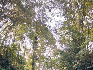 Pesona Air Terjun Suwat Gianyar, Ada Tangga Naga Mirip di Thailand
