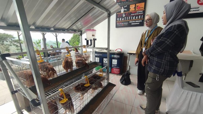 Dulu wartawan kini peternak ayam