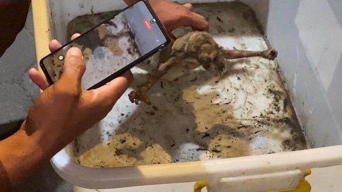 Kukuang tersengat listrik bikin listrik di Banyuwangi padam