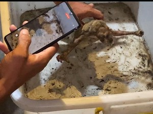 3 Kecamatan di Banyuwangi Padam gegara Kukang Tersengat Listrik