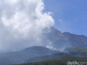 Hutan Lawu Terbakar, Hewan Buas Turun Gunung Mangsa Ternak