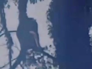 Geger Monyet Besar Berkeliaran di Permukiman Malang