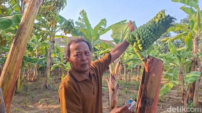 Pohon pisang unik di Kelurahan Tegalkamulyan, Kabupaten Cilacap, Sabtu (17/10/2026).