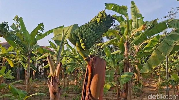 Pohon pisang unik di Kelurahan Tegalkamulyan, Kabupaten Cilacap, Sabtu (17/10/2026). Pohon pisang unik di Kelurahan Tegalkamulyan, Kabupaten Cilacap, Sabtu (17/10/2026).