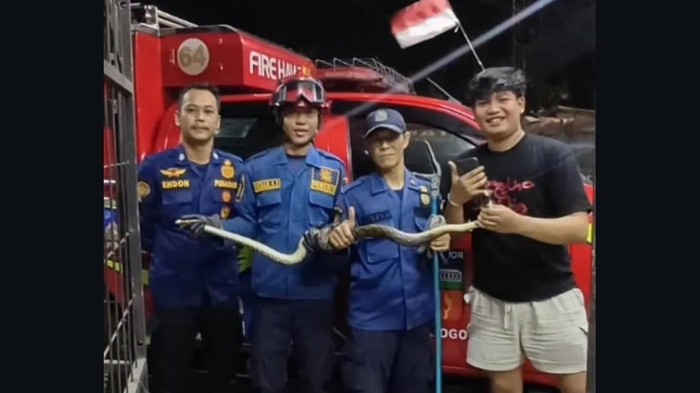 Ular sanca 2 meter masuk ke bak mandi bikin warga di Bogor panik dan panggil Damkar
