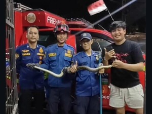 Ular Sanca 2 Meter Masuk ke Bak Mandi Bikin Panik Warga di Bogor