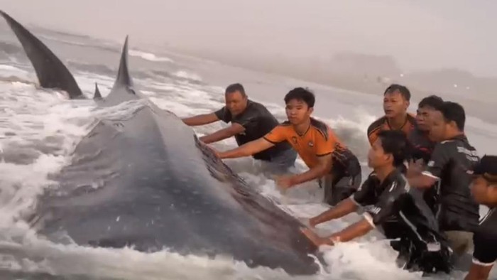 Penampakan hiu tutul yang terdampar di Pantai Parangkusumo, Bantul, Minggu (18/10/2026).