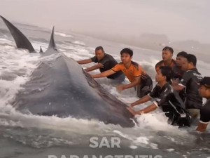 Hiu Tutul 7 Meter Mati Terdampar di Pantai Parangkusumo Bantul