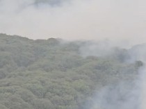 Video: Kebakaran Hutan Gambut di TN Berbak Sembilang Jambi