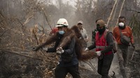 6 Satwa Terancam Punah Terdampak Ganasnya Karhutla Kalimantan