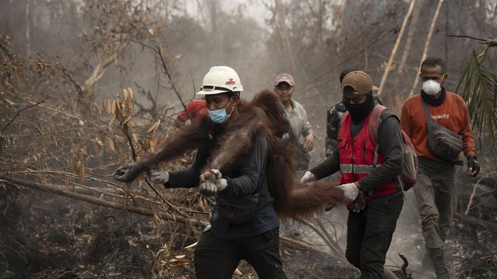 Orang utan dievakuasi di Ketapang