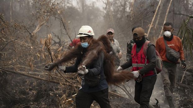 Orang utan dievakuasi di Ketapang