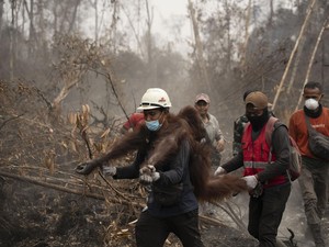 6 Satwa Terancam Punah Terdampak Ganasnya Karhutla Kalimantan