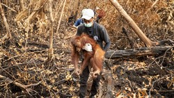 Kronologi Penyelamatan Puluhan Orang Utan dari Karhutla Kebun Sawit Ketapang