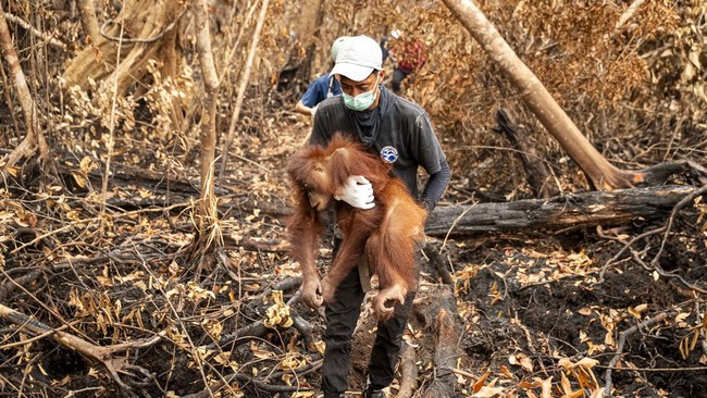 Kronologi Penyelamatan Puluhan Orang Utan dari Karhutla Kebun Sawit Ketapang