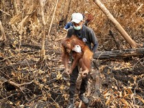 Kronologi Penyelamatan Puluhan Orang Utan dari Karhutla Kebun Sawit Ketapang