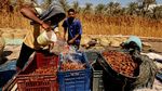 Panen Kurma Mesir Capai 2 Juta Ton per Tahun, Terbesar di Dunia