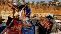 Aktivitas panen kurma berlangsung di Desa Badrshein, selatan Giza, Mesir. Dengan produksi sekitar 2 juta ton per tahun, Mesir memiliki peran besar dalam pasokan kurma global. REUTERS/Mohamed Abd El Ghany