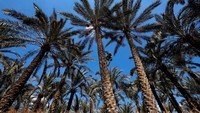 Petani memanen kurma di Desa Badrshein, selatan Giza, Mesir. Menurut Menteri Pertanian Mesir Alaa Farouk, negara tersebut menyumbang hampir 19 persen produksi kurma dunia. REUTERS/Mohamed Abd El Ghany