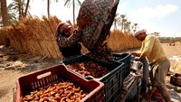 Panen Kurma Mesir Capai 2 Juta Ton per Tahun, Terbesar di Dunia