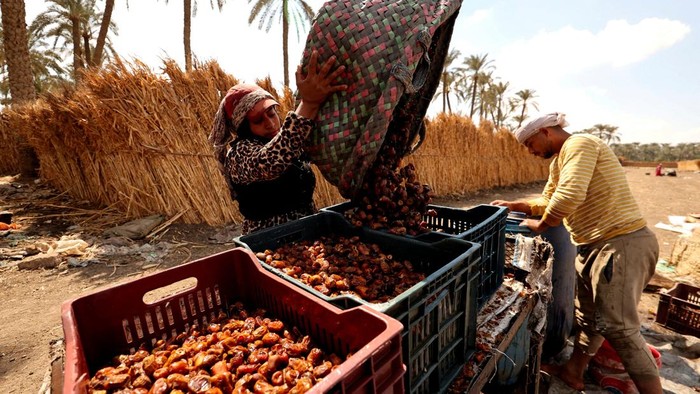 A farmer carries dates in a container during the harvest season in Badrshein village, south of Giza, Egypt, October 7, 2026. Egypt is the world's largest producer of dates, according to Egyptian agriculture minister Alaa Farouk, accounting for nearly 19% of global production, with an annual output of around 2 million tonnes and more than 24 million palm trees nationwide. REUTERS/Mohamed Abdel Ghany     TPX IMAGES OF THE DAY
