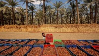 Luasnya populasi pohon palem dan hasil panen tahunan menjadikan kurma sebagai salah satu komoditas pertanian penting bagi negara tersebut. REUTERS/Mohamed Abd El Ghany