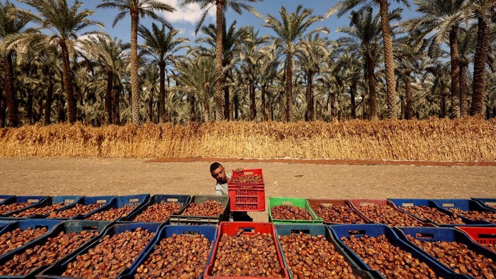 A farmer carries dates in a container during the harvest season in Badrshein village, south of Giza, Egypt, October 7, 2026. Egypt is the world's largest producer of dates, according to Egyptian agriculture minister Alaa Farouk, accounting for nearly 19% of global production, with an annual output of around 2 million tonnes and more than 24 million palm trees nationwide. REUTERS/Mohamed Abdel Ghany TPX IMAGES OF THE DAY