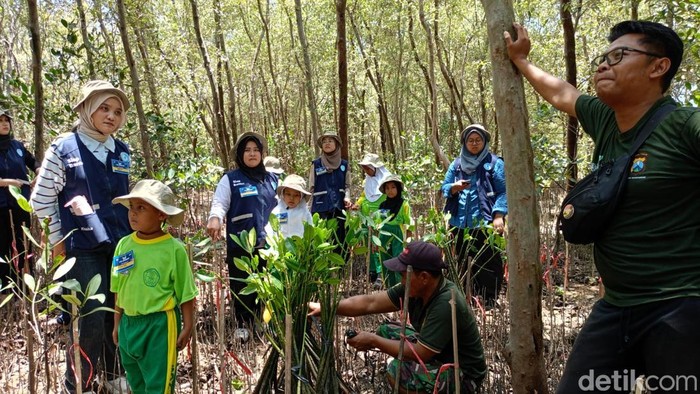 Penanaman mangrove dan bersih-bersih sampah di Surabaya