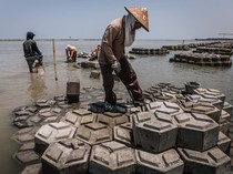 Persiapan Giant Sea Wall Pantura, Struktur Pemecah Ombak Disiapkan di Demak