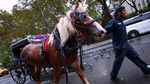 Setelah 150 Tahun, Kereta Kuda Ikonik di Central Park Terancam Pensiun