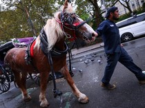 Setelah 150 Tahun, Kereta Kuda Ikonik di Central Park Terancam Pensiun