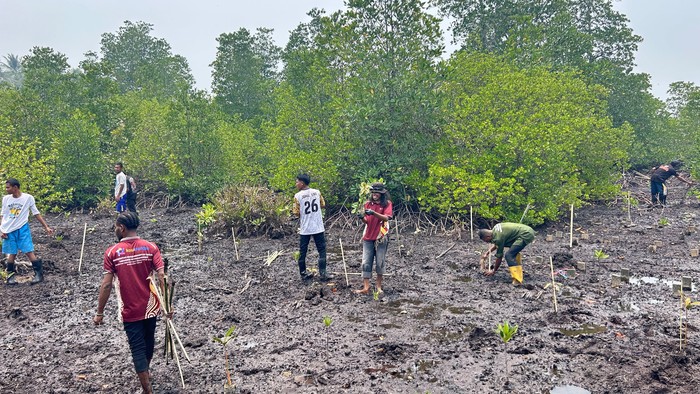 UNAMIN-Unhas ajak warga Sorong tanam mangrove (dok. Istimewa)