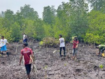 UNAMIN-Unhas Ajak Warga Sorong Tanam Mangrove Guna Jaga Ekosistem Pesisir