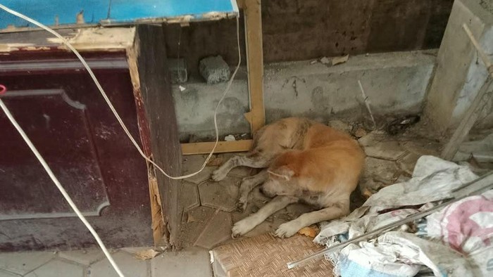 Anjing yang dievakuasi petugas Damkarmat Kota Jogja di Tegalrejo, Kota Jogja, Senin (19/10/2026)
