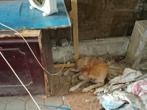 Viral Anjing Hasil Evakuasi Diserahkan ke Orang Asing, Damkar Buka Suara