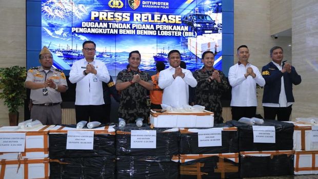 Direktorat Tindak Pidana Tertentu (Dittipidter) Bareskrim Polri Direktorat Tindak Pidana Tertentu (Dittipidter) Bareskrim Polri mengungkap dugaan penyelundupan benih bening lobster (BBL) atau baby lobster yang berasal dari wilayah Pangandaran, Jawa Barat, untuk dikirim ke luar negeri melalui jalur distribusi lintas negara. (Dok/Bareskrim Polri)