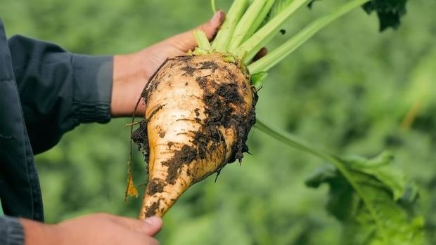 Gula pasir Bukan Cuma Tebu, Gula Pasir Ternyata Juga Berasal dari Tanaman Ini