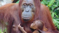 Nasib Bayi Orang Utan yang Rentan Saat Karhutla, Butuh Induk di Sisinya