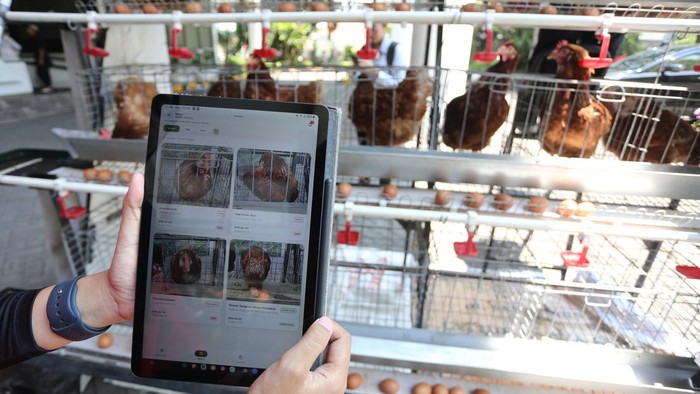 Mahasiswi jurusan Teknik Informatika Institut Teknologi Sepuluh Nopember (ITS) Khoirunnisa Utami memperlihatkan tampilan layar riwayat analisis kesehatan ayam dari kandang yang dilengkapi teknologi berbasis Internet of Things (IoT) dan Artificial Intelligence (AI)  Futechi Farm di ITS Surabaya, Jawa Timur, Senin (19/10/2026). Futechi Farm merupakan startup binaan ITS yang menciptakan inovasi sistem kandang ayam petelur dengan teknologi pemberian pakan otomatis, pemantauan suhu, pengumpulan telur otomatis, deteksi ayam sakit memanfaatkan kamera AI dan panel surya sebagai sumber energi serta aplikasi yang dapat memantau segala aktivitas dan operasional kandang melalui ponsel. ANTARA FOTO/Moch Asim/YU