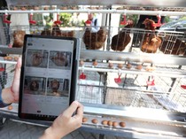 Inovasi Kandang Pintar Manfaatkan AI untuk Pantau Kesehatan Ayam