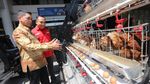 Inovasi Kandang Pintar Manfaatkan AI untuk Pantau Kesehatan Ayam