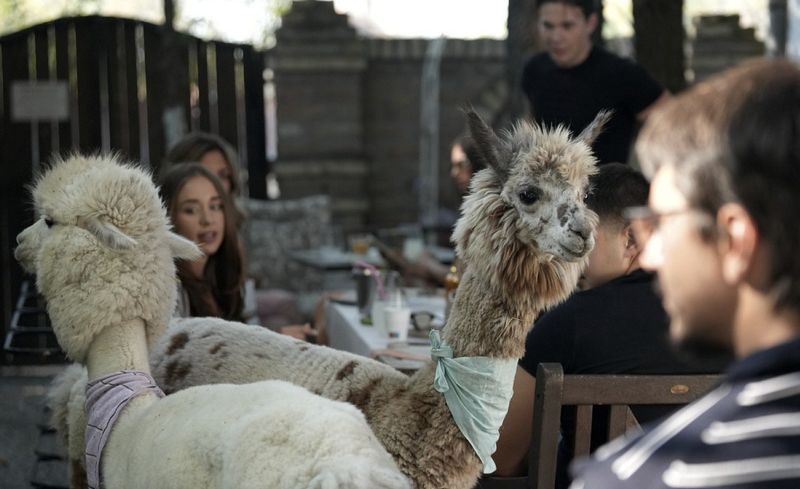 Kafe alpaka
