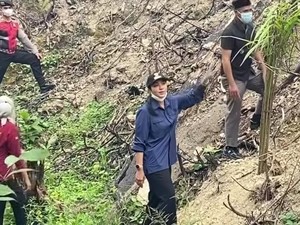 Ketahuan! Lahan Bekas Karhutla di Sumbar Malah Ditanami Sawit