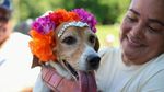 Panama Gelar Pertemuan Perdana Khusus Anjing Beagle