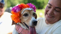 Sejumlah anjing ras Beagle berkumpul dalam acara perdana Beagle Gathering di Omar Park, Panama City, Panama, kemarin. Aris Martinez / Reuters