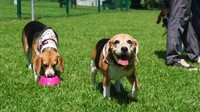 Kegiatan ini menghadirkan anjing-anjing Beagle bersama pemiliknya dalam sebuah pertemuan yang didedikasikan bagi ras anjing tersebut. Aris Martinez / Reuters