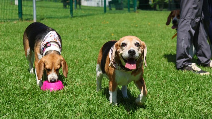 Lucunya, Anjing Beagle Berkumpul dalam Acara Perdana di Panama A woman and her dog attend the inaugural Beagle Gathering at Omar Park in Panama City, Panama, October 18, 2026. REUTERS/Aris Martinez